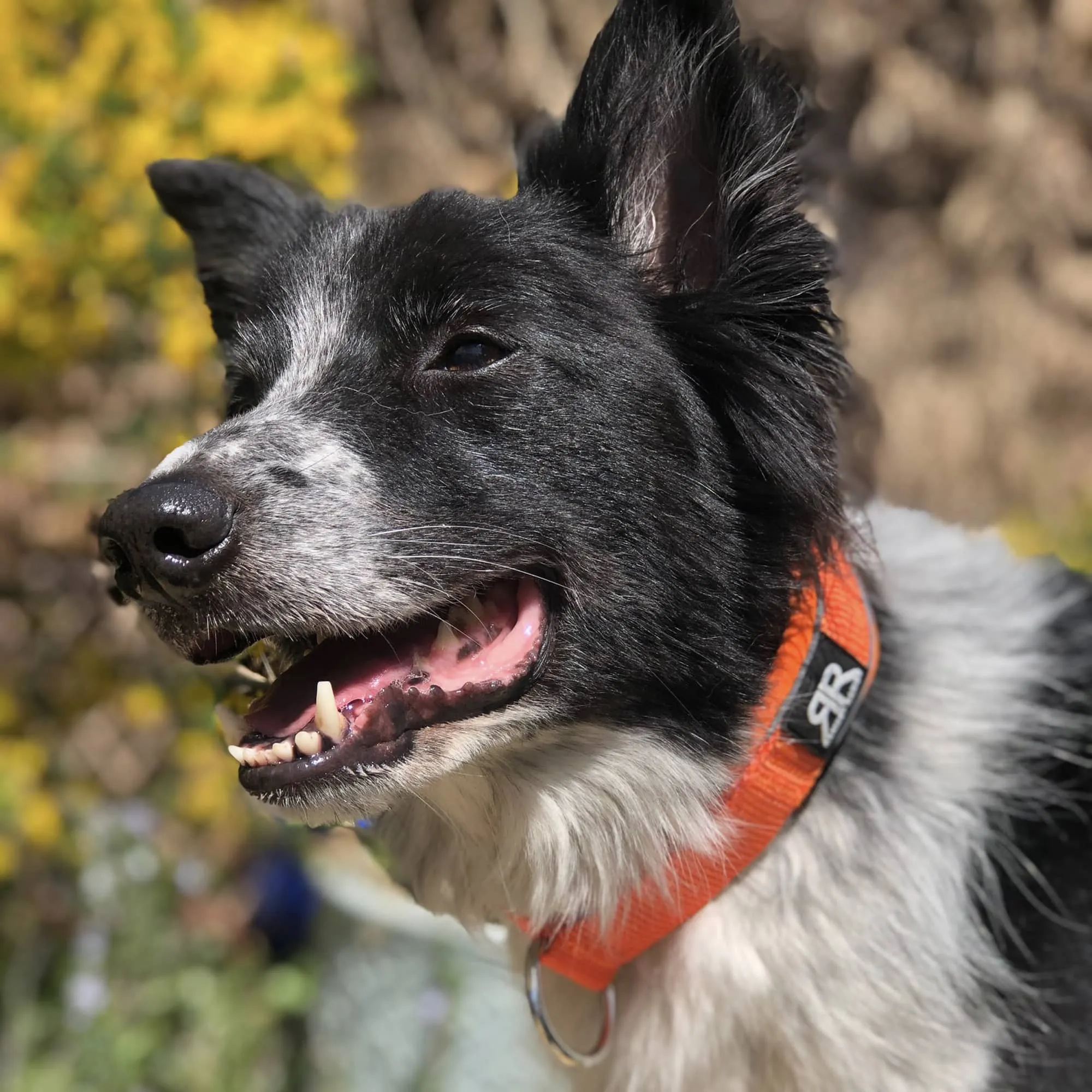 4cm Slip on Collar | Foam Padded - Black x Orange