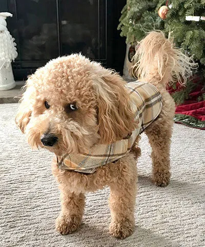 Dog Coat, Reversible - Wool Plaid with Cuddly Faux Fur - Sold Out!