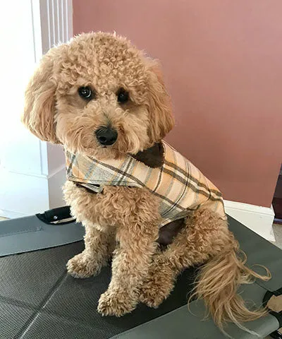 Dog Coat, Reversible - Wool Plaid with Cuddly Faux Fur - Sold Out!