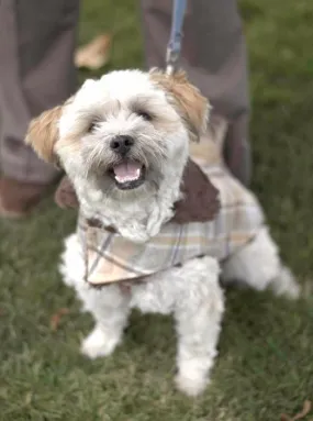 Dog Coat, Reversible - Wool Plaid with Cuddly Faux Fur - Sold Out!