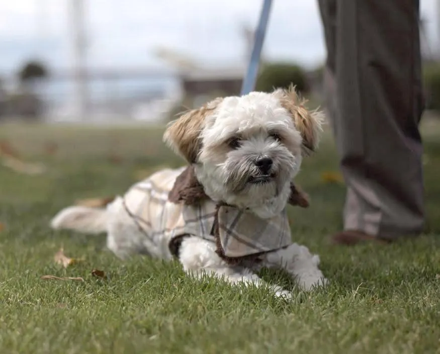 Dog Coat, Reversible - Wool Plaid with Cuddly Faux Fur - Sold Out!