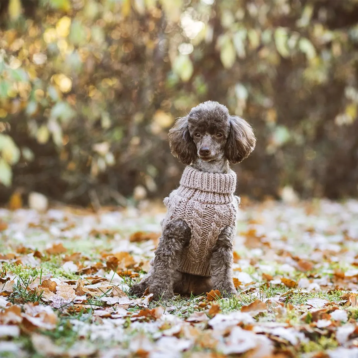 Handmade Knit Taupe Dog Sweater