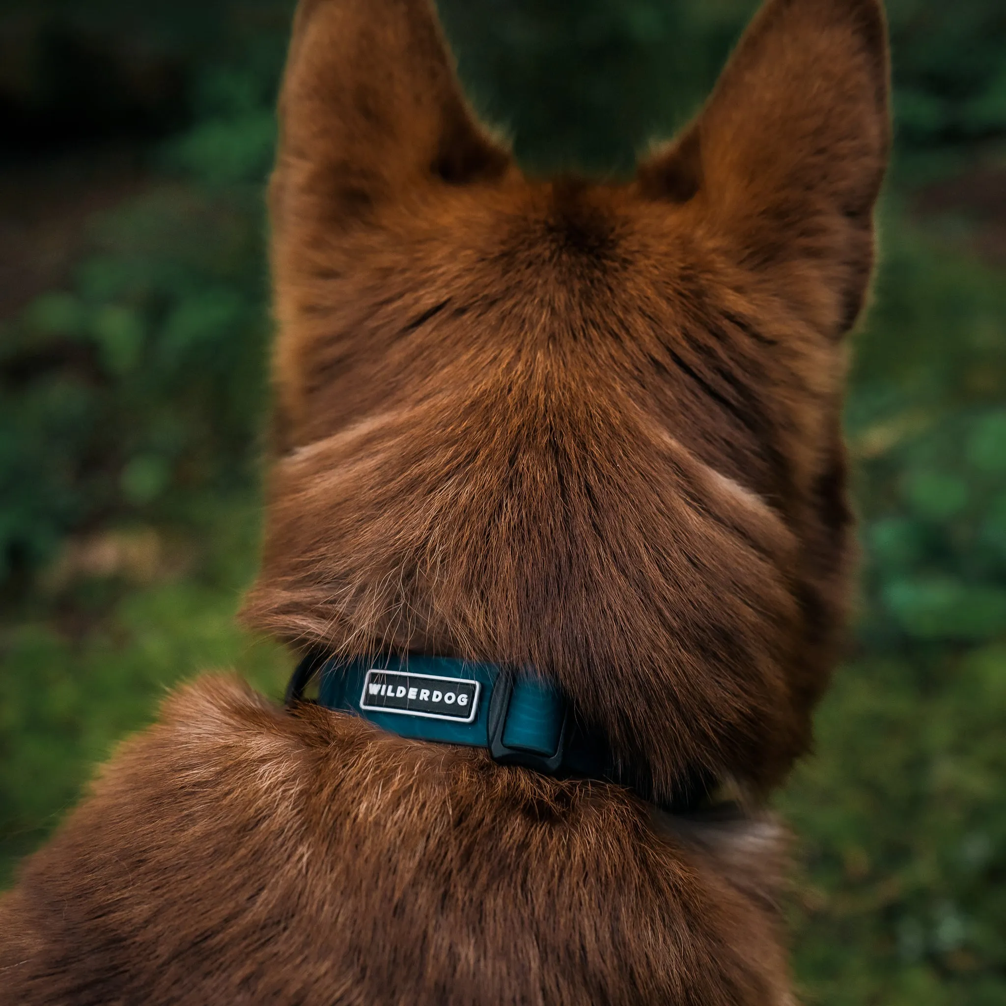 Pacific Blue Waterproof Collar